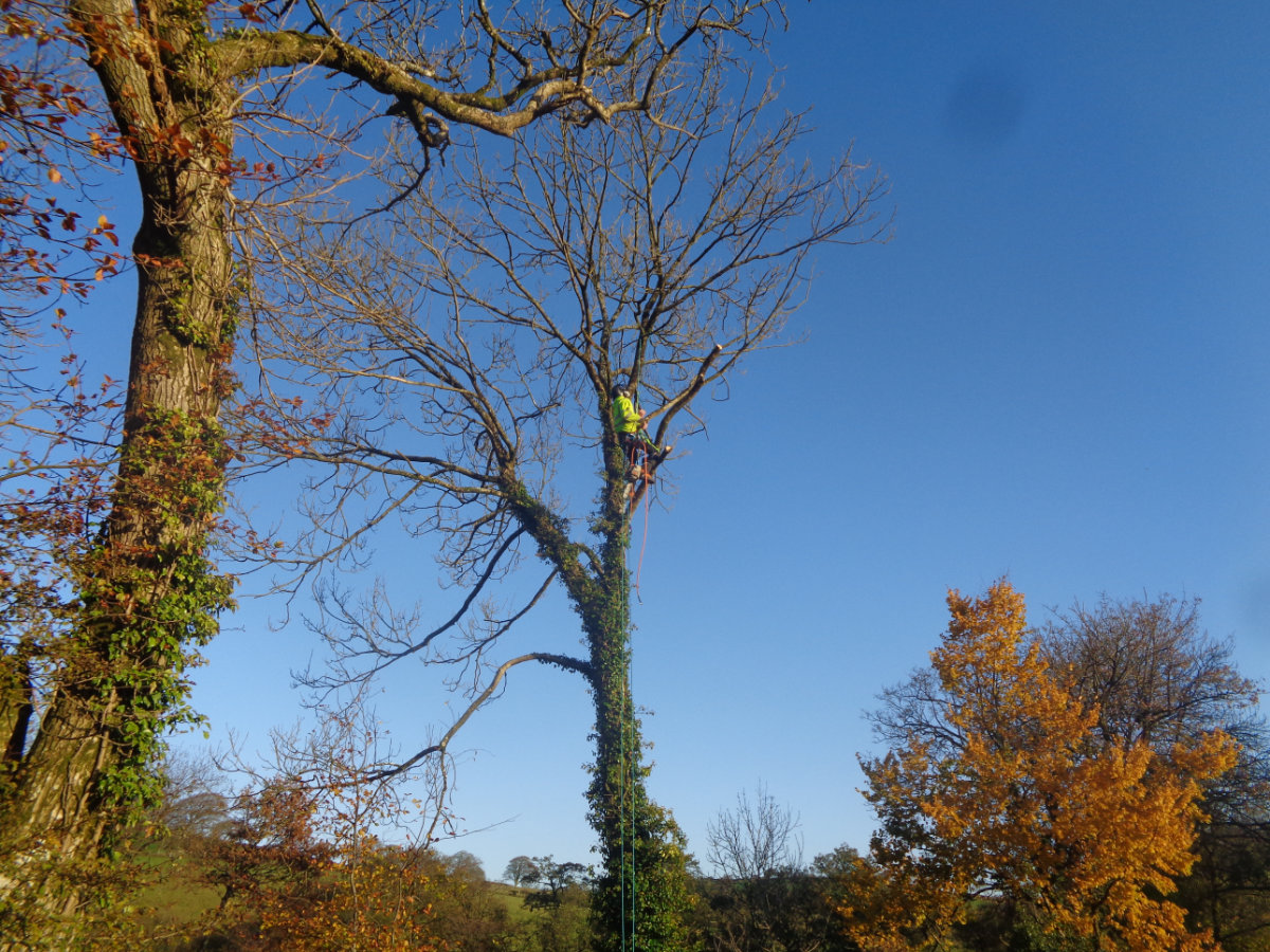 Tree Management