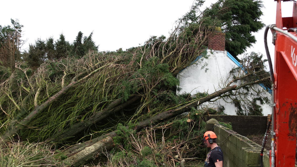 Tree Management